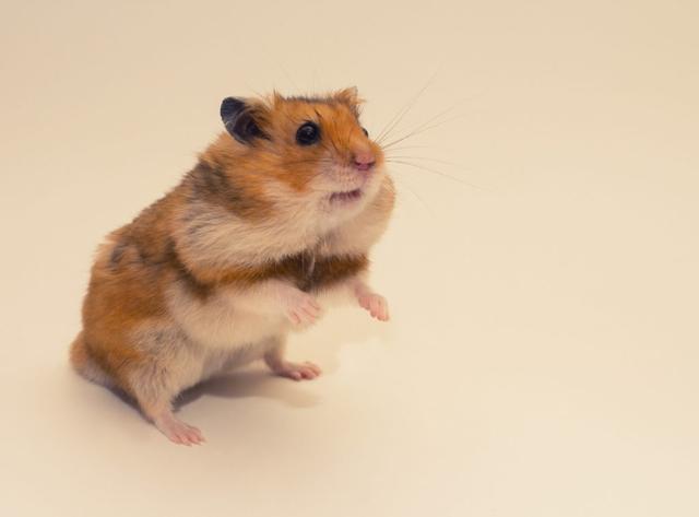 Tomaten als Leckerli für Hamster: Dos and Don