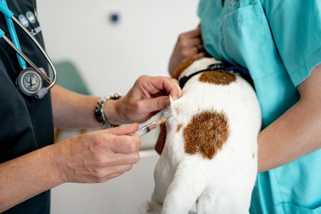 Kann ich meine Katze selbst von ihrem Leiden erlösen?