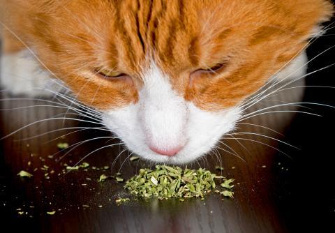 Welche Auswirkungen hat der Verzehr von Katzenminze auf Katzen? Welche Auswirkungen hat der Verzehr von Katzenminze auf Katzen?