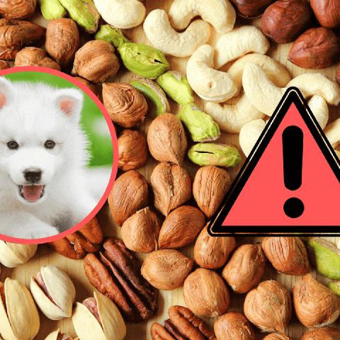 Können Hunde Erdnüsse essen? Wichtige Informationen zur Verträglichkeit Können Hunde Erdnüsse essen? Wichtige Informationen zur Verträglichkeit