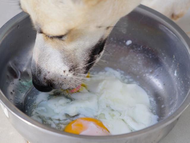Die Gefahr von rohen Eiern für Hunde: Was du wissen solltest Die Gefahr von rohen Eiern für Hunde: Was du wissen solltest