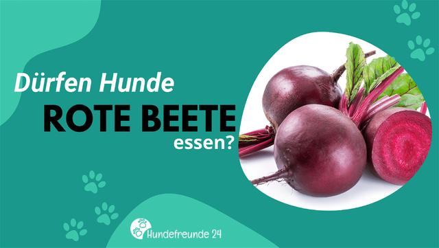 Gesund und lecker: Die Vorteile von Roter Beete für Hunde Gesund und lecker: Die Vorteile von Roter Beete für Hunde
