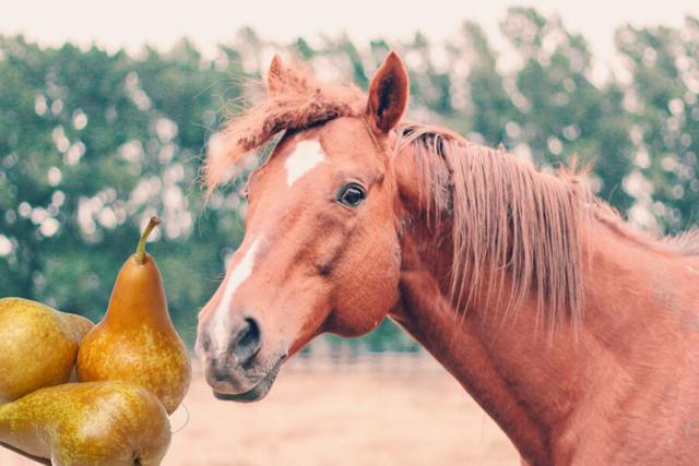 Gesunde Snacks für Pferde: Darf mein Pferd Birnen essen? Gesunde Snacks für Pferde: Darf mein Pferd Birnen essen?