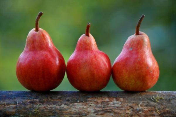 Welche Obstsorten dürfen Pferde essen? Birnen als gesunde Leckerei Welche Obstsorten dürfen Pferde essen? Birnen als gesunde Leckerei