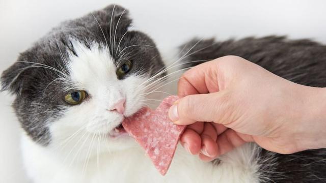Warum sollten Katzen keine Salami essen? Warum sollten Katzen keine Salami essen?