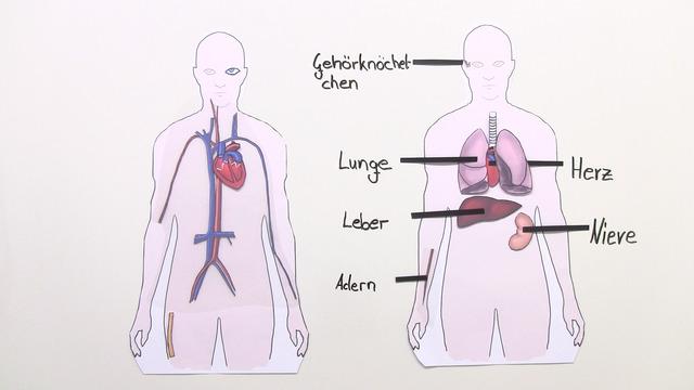 Transplantation erklärt: Was versteht man unter dem Begriff "transplantiert"? Transplantation erklärt: Was versteht man unter dem Begriff "transplantiert"?