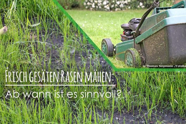 Die ideale Zeit für den ersten Schnitt des Rasens Die ideale Zeit für den ersten Schnitt des Rasens