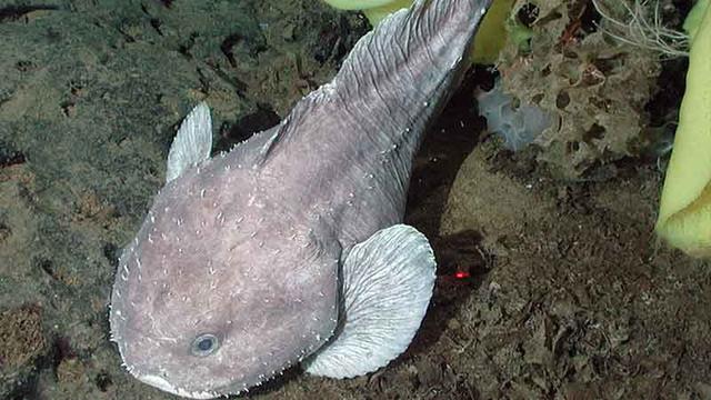 Das hässlichste Tier der Welt: Der kahlköpfige und mürrische Blobfisch