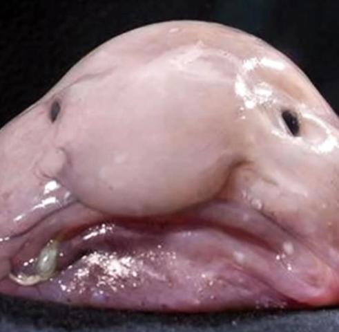 Online-Abstimmung kürt den Blobfisch zum hässlichsten Tier der Welt