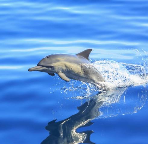 Intelligenz im Tierreich: Der Delfin an erster Stelle Intelligenz im Tierreich: Der Delfin an erster Stelle