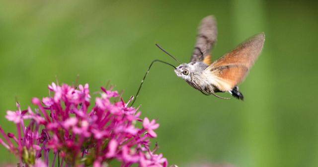 Das Taubenschwänzchen: Der kolibrigleiche Schmetterling in Deutschland Das Taubenschwänzchen: Der kolibrigleiche Schmetterling in Deutschland