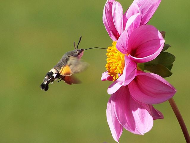 Das Taubenschwänzchen: Der "Kolibri" unter den heimischen Insekten Das Taubenschwänzchen: Der "Kolibri" unter den heimischen Insekten