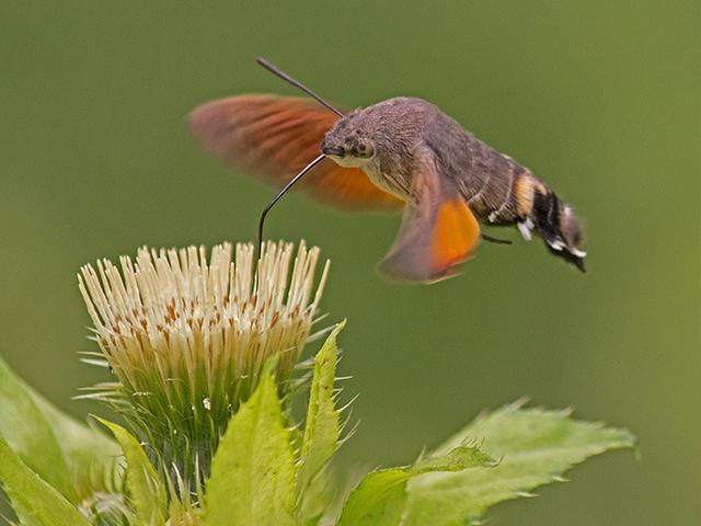 Das Taubenschwänzchen: Ein Insekt, das wie ein Kolibri fliegt Das Taubenschwänzchen: Ein Insekt, das wie ein Kolibri fliegt