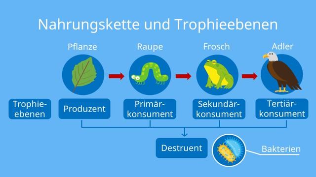 Der Unterschied zwischen Nahrungsketten und Nahrungsnetzen erklärt Der Unterschied zwischen Nahrungsketten und Nahrungsnetzen erklärt