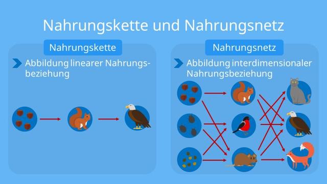 Die Vielfalt der Nahrungsbeziehungen in einem Nahrungsnetz Die Vielfalt der Nahrungsbeziehungen in einem Nahrungsnetz