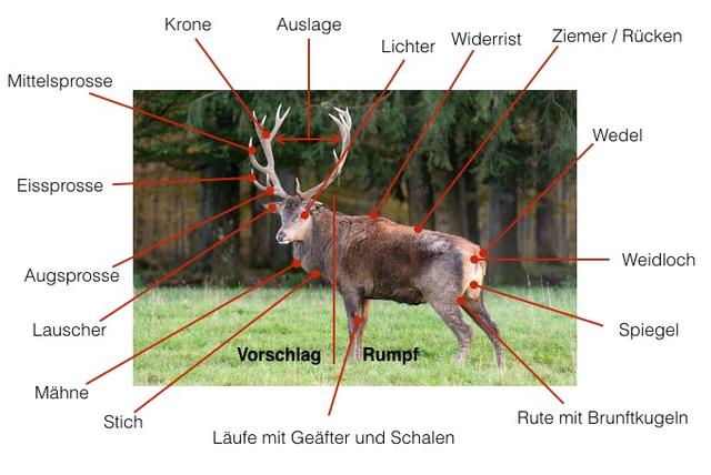 Die Bedeutung der Augsprosse im Geweih des Rothirsches Die Bedeutung der Augsprosse im Geweih des Rothirsches