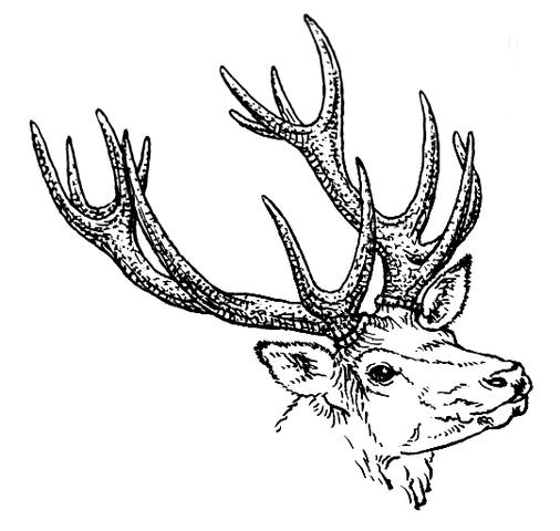 Der Zacken in der Nähe der Augen: Die Augsprosse im Rothirsch Geweih Der Zacken in der Nähe der Augen: Die Augsprosse im Rothirsch Geweih