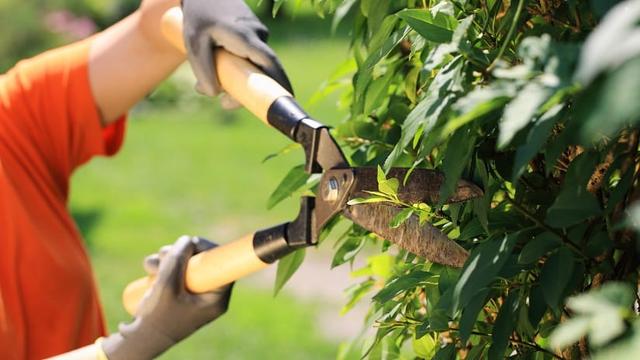 Sicherheit und Qualität beim Heckenschneiden: Empfehlungen für das passende Werkzeug Sicherheit und Qualität beim Heckenschneiden: Empfehlungen für das passende Werkzeug
