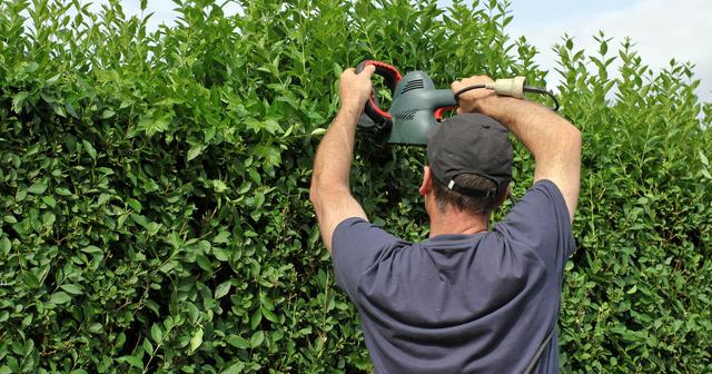 Sommerlicher Pflegeschnitt: Johannistag als optimaler Zeitpunkt für viele Heckenpflanzen Sommerlicher Pflegeschnitt: Johannistag als optimaler Zeitpunkt für viele Heckenpflanzen