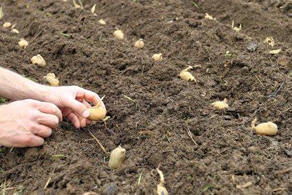 Tipps für das Pflanzen von Kartoffeln - der optimale Zeitpunkt Tipps für das Pflanzen von Kartoffeln - der optimale Zeitpunkt