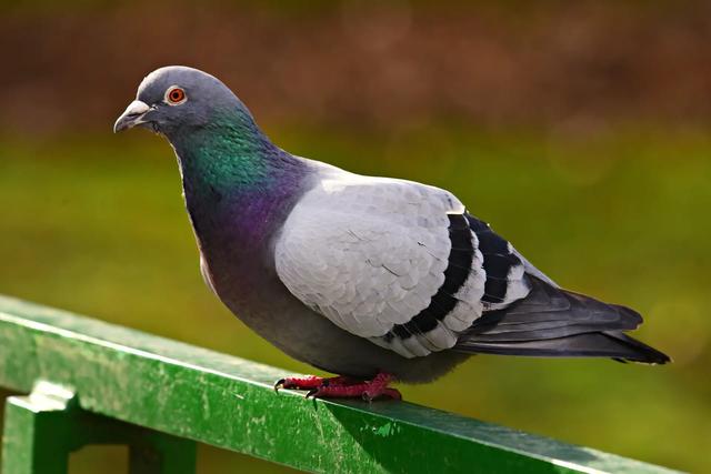 Taubengurren als Teil des Balzverhaltens: Eine nähere Betrachtung Taubengurren als Teil des Balzverhaltens: Eine nähere Betrachtung