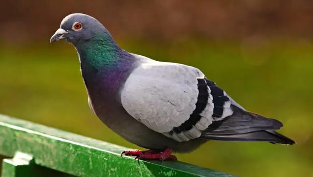 Das Geheimnis des Taubengurrens: Ein Blick auf ihre Balzrituale Das Geheimnis des Taubengurrens: Ein Blick auf ihre Balzrituale