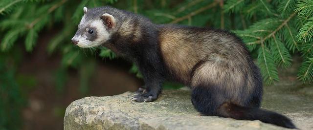 Alles über den Iltis: Merkmale, Jagdverhalten und Verbreitung