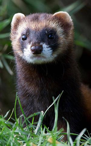 Der Iltis: Einheimischer Marder und geschickter Jäger