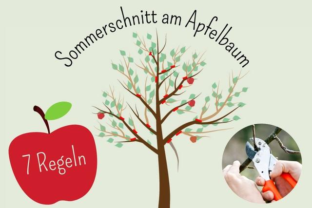 Sommerschnitt für Apfelbäume: Die besten Monate und Vorgehensweise Sommerschnitt für Apfelbäume: Die besten Monate und Vorgehensweise