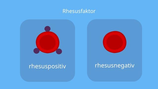 Rhesusfaktor: Unterschiede zwischen positivem und negativem Blut Rhesusfaktor: Unterschiede zwischen positivem und negativem Blut