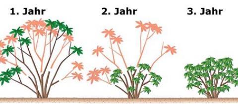 Rückschnitt von Rhododendron: Wann ist die beste Zeit dafür? Rückschnitt von Rhododendron: Wann ist die beste Zeit dafür?