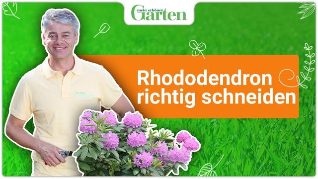 Wann sollte man am besten den Rhododendron schneiden? Wann sollte man am besten den Rhododendron schneiden?