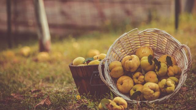 Wann sollten Sie Ihre Quitten ernten? Tipps zur richtigen Erntezeit