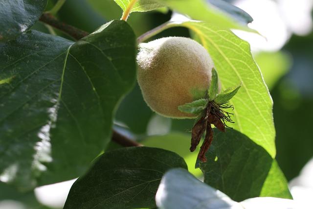 Quittenernte: Tipps zur optimalen Erntezeit