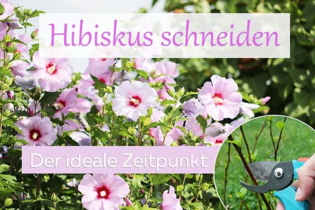 "Hibiskus richtig schneiden: Der ideale Zeitpunkt" "Hibiskus richtig schneiden: Der ideale Zeitpunkt"