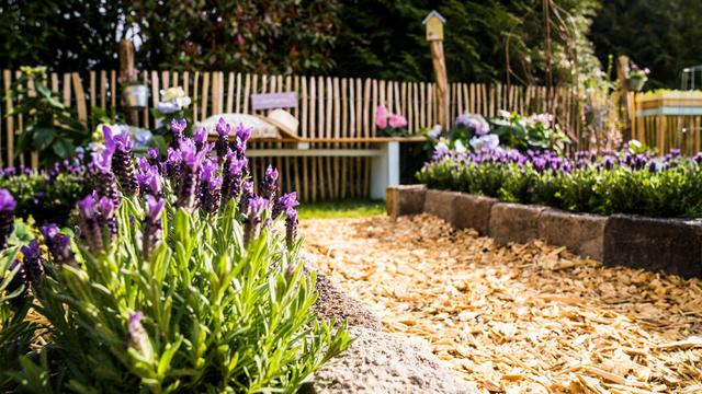 "Wann ist der beste Zeitpunkt, um Hibiskus zu schneiden?" "Wann ist der beste Zeitpunkt, um Hibiskus zu schneiden?"
