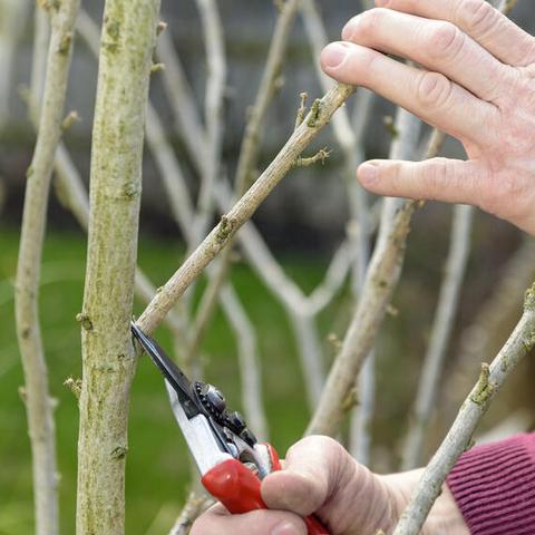 Hibiskus schneiden: Wann und wie viel sollte geschnitten werden? Hibiskus schneiden: Wann und wie viel sollte geschnitten werden?