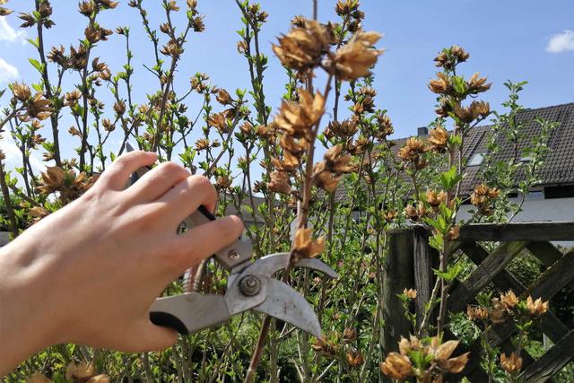 Hibiskus richtig zurückschneiden: Tipps für einen gesunden und kompakten Wuchs Hibiskus richtig zurückschneiden: Tipps für einen gesunden und kompakten Wuchs