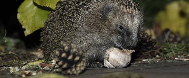 Igel und ihre Nahrung: Welche Tiere stehen auf ihrem Speiseplan? Igel und ihre Nahrung: Welche Tiere stehen auf ihrem Speiseplan?