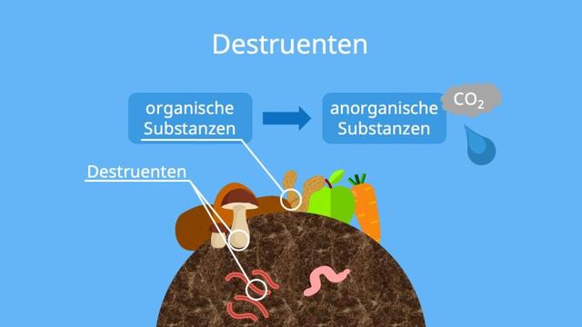 6. Wichtige Lebewesen im Boden: Bakterien, Pilze, Insekten und Würmer als Destruenten 6. Wichtige Lebewesen im Boden: Bakterien, Pilze, Insekten und Würmer als Destruenten