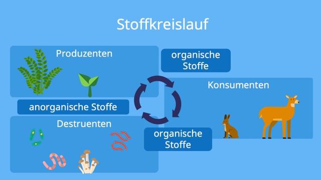 3. Die Rolle der Destruenten in der Bodenneubildung und Fruchtbarkeit 3. Die Rolle der Destruenten in der Bodenneubildung und Fruchtbarkeit