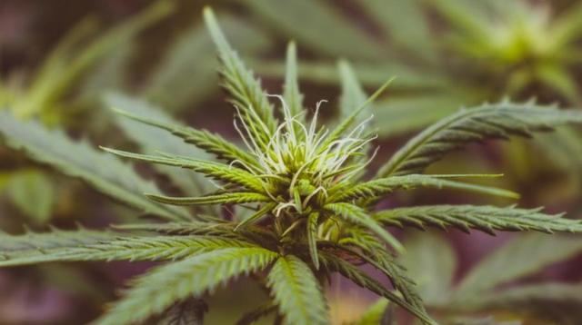 Wie erhalte ich medizinisches Cannabis als Analgetikum? Ein Leitfaden zur Beantragung und Nutzung Wie erhalte ich medizinisches Cannabis als Analgetikum? Ein Leitfaden zur Beantragung und Nutzung