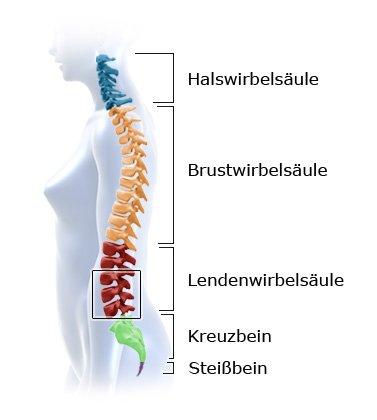 Wie viele Bandscheiben befinden sich in der Wirbelsäule eines Menschen? Wie viele Bandscheiben befinden sich in der Wirbelsäule eines Menschen?