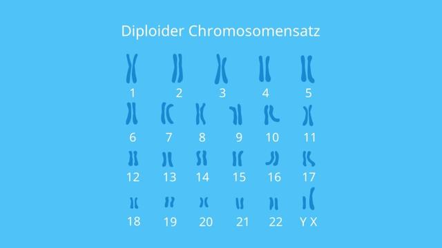 Wie viele Chromosomen besitzt der Mensch? Wie viele Chromosomen besitzt der Mensch?