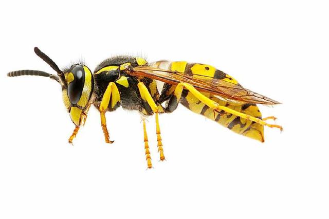 Die Anzahl der Stiche von Wespen: Ein Blick auf die Realität