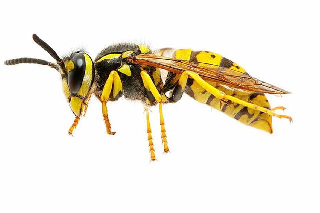 Die Wahrheit über die Anzahl der Stiche von Wespen