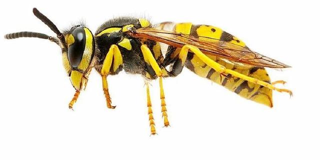 Wie oft können Wespen stechen? Die Wahrheit über ihre Stichfähigkeit