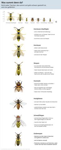 Wespenstiche: Wie viele Stiche sind möglich?