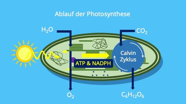 5. Die Bedeutung der Licht- und Dunkelreaktionen in der Fotosynthese 5. Die Bedeutung der Licht- und Dunkelreaktionen in der Fotosynthese