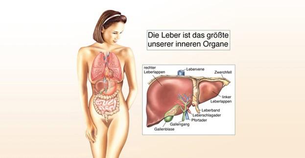 Psychische Ursachen von Gallenproblemen: Ein tieferer Blick in die Zusammenhänge Psychische Ursachen von Gallenproblemen: Ein tieferer Blick in die Zusammenhänge